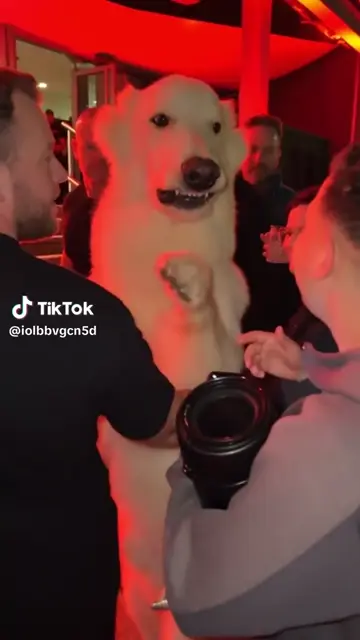 A polar bear on the mic